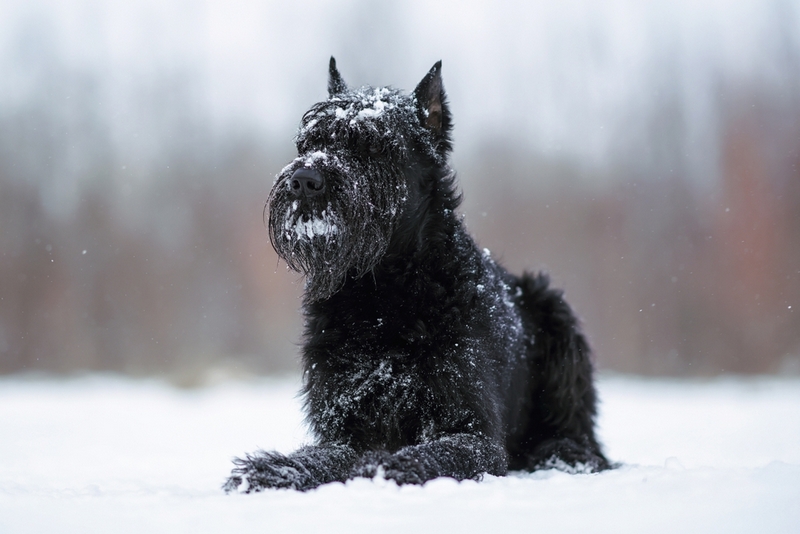 Ризеншнауцеры живут меньше, чем люди