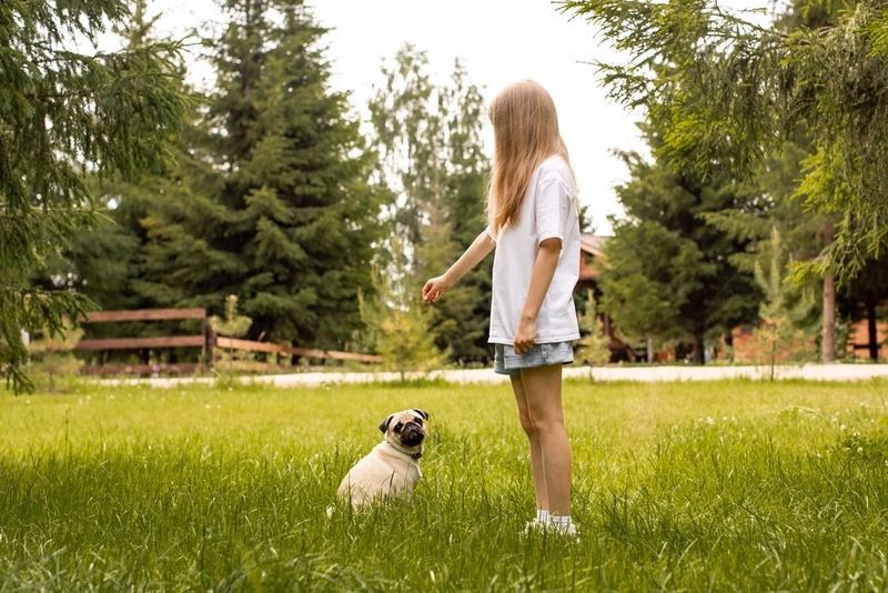 Уход за мопсом включает дрессировку