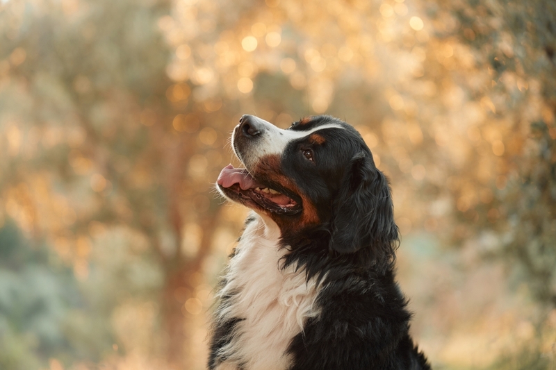 Продолжительность жизни у бернских зенненхундов небольшая