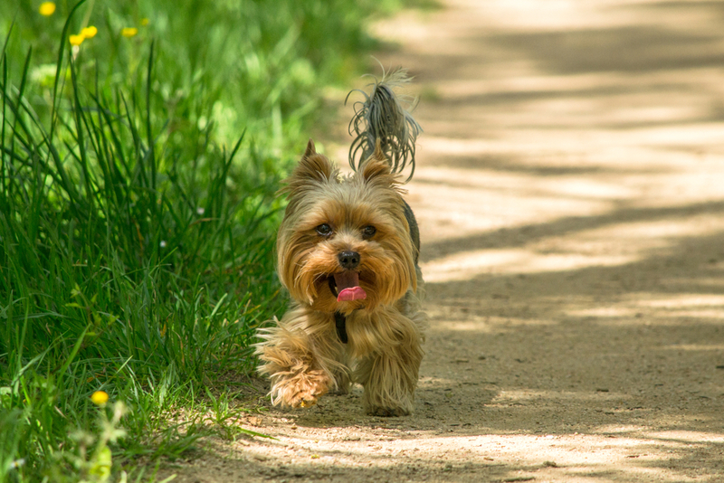 Как развивается аллергия на йорков?