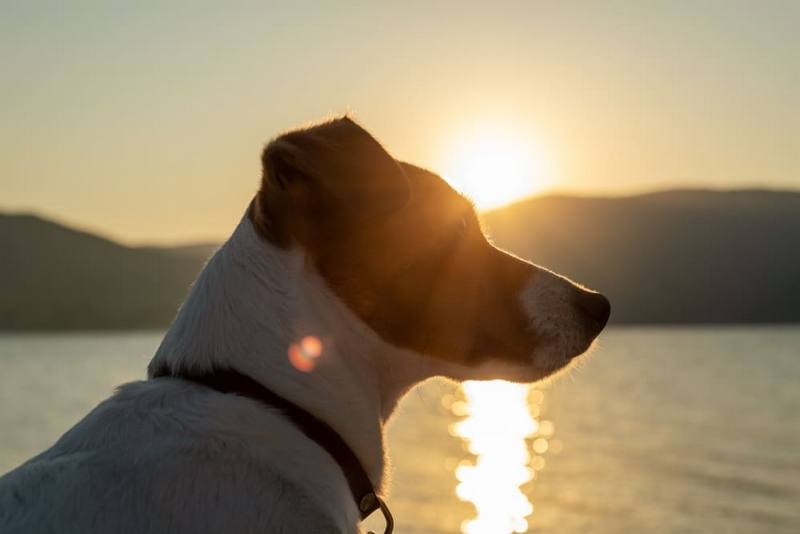 Первые две недели будет трудно понять, что у джек-рассел-терьера наступила беременность