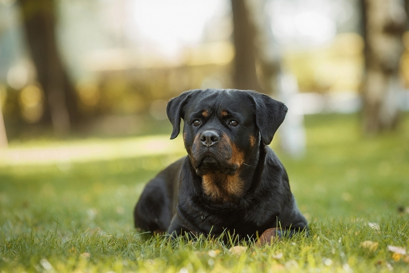 В процессе течки у ротвейлера могут возникать сложности
