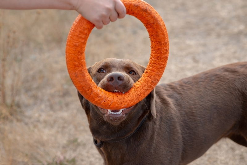 Почему шоколадные лабрадоры популярны?