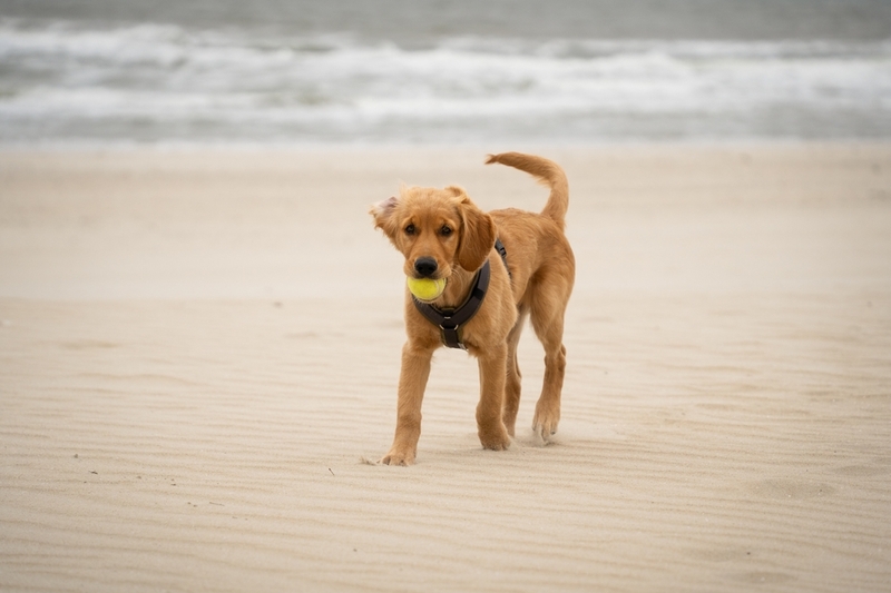Хозяин должен оберегать собаку от солнечных лучей