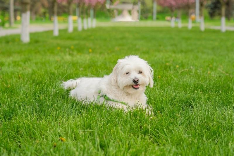 Мальтийская болонка – добрая собака с миловидной внешностью
