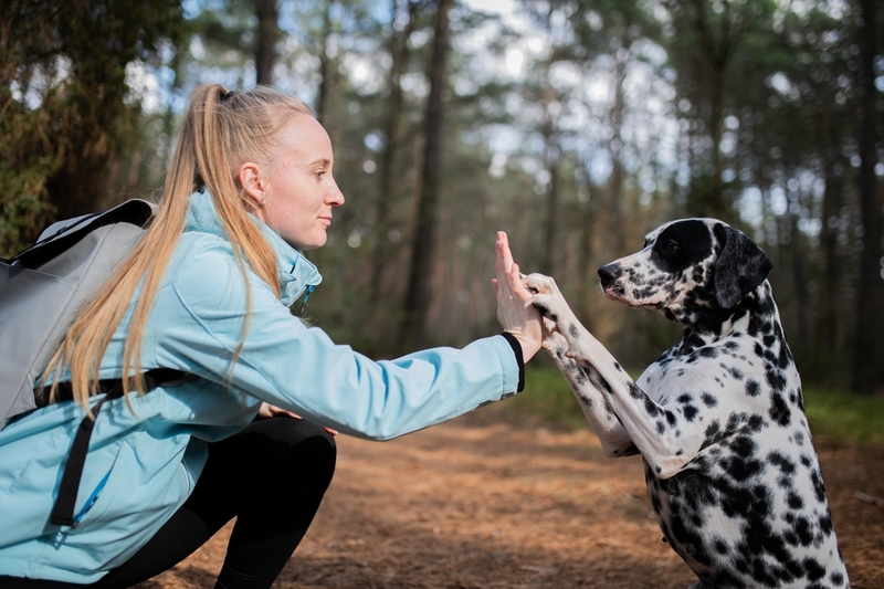 То, сколько прожил далматин, можно сравнить с человеческим возрастом