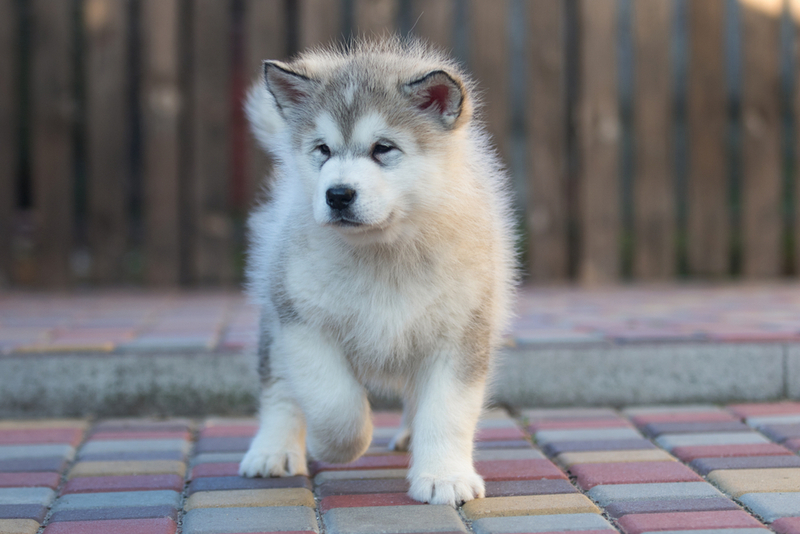 Признаки бешенства у щенка такие же, как у взрослой особи