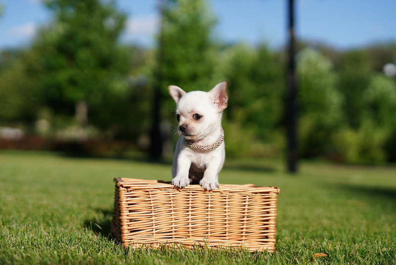 Белый окрас у чихуахуа связан с генами