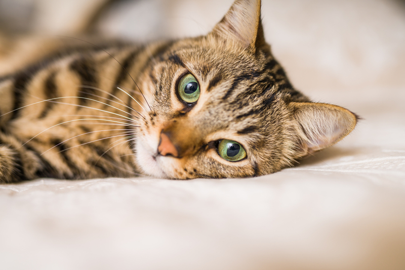 Прогноз при кошачьем перитоните бывает различным