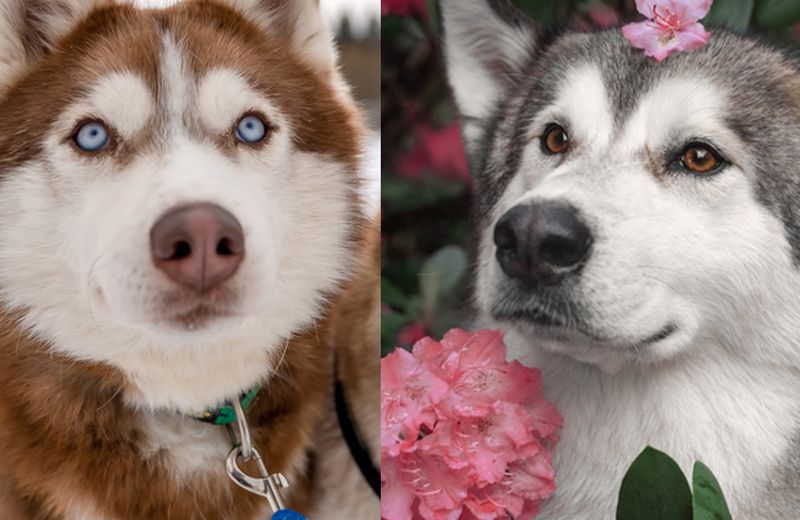 Нос маламута и хаски