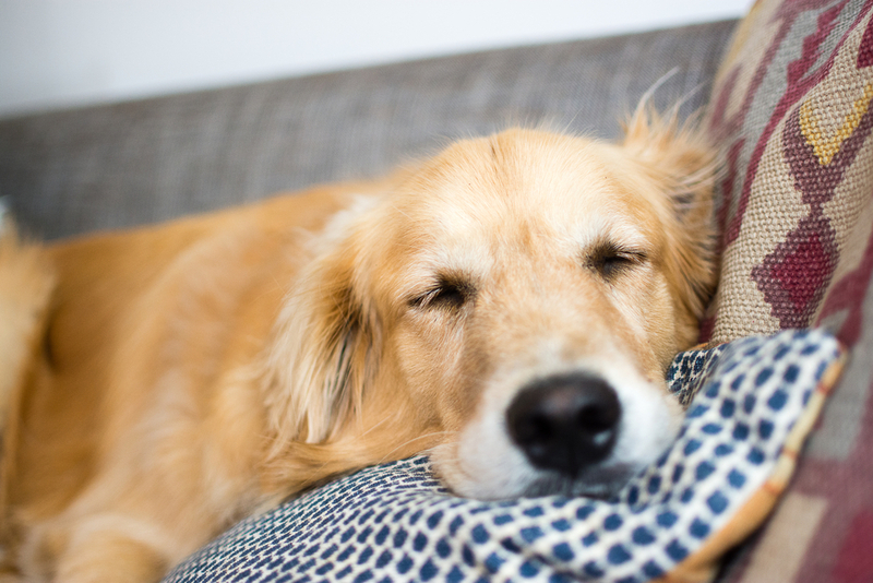 Если миозит у собаки не лечить вовремя, могут возникнуть осложнения