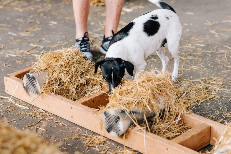 Джек-рассел на барнханте