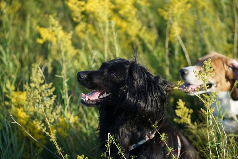 Вязать спаниеля нужно во время течки