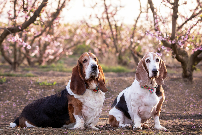 Вес бассет-хаунда растет по месяцам