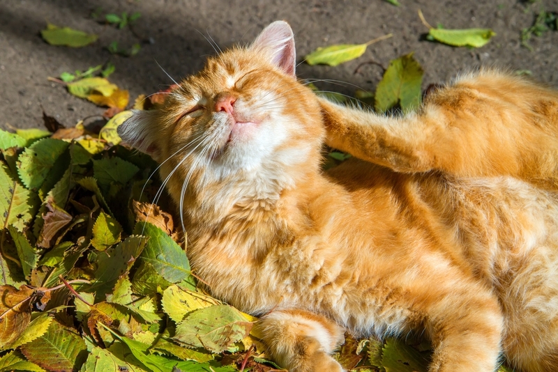 Есть несколько болезней, с которыми можно спутать «экзему» у кота