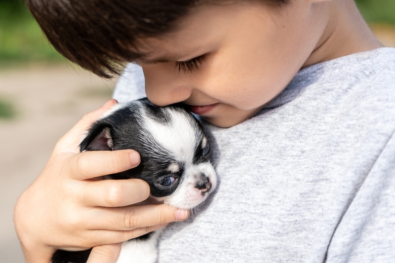 Какими бывают клички для чихуахуа-девочек?