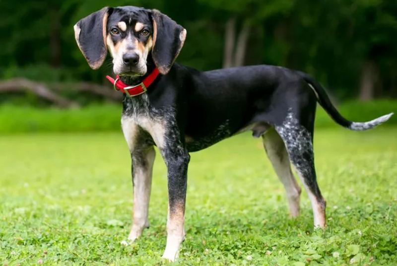 Кунхаунд – пятнистый пес