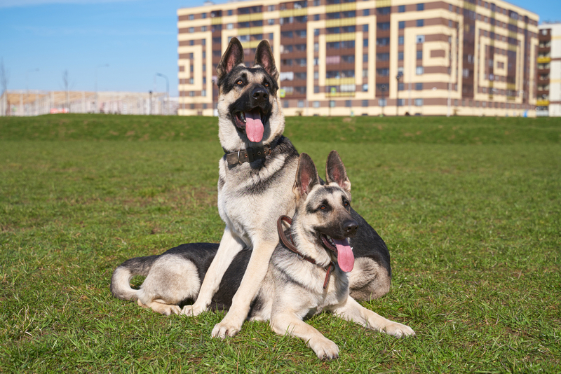Узнать срок жизни восточноевропейской овчарки можно по зубам