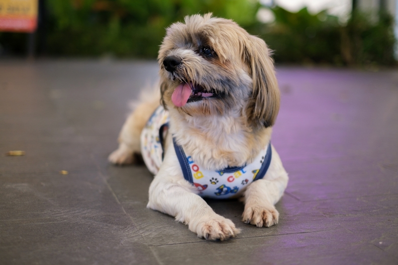 Срок жизни ши-тцу зависит от болезней