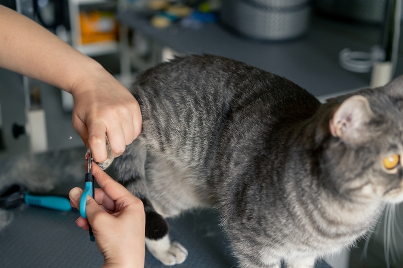 Допустимо ли стричь кошек и котов?