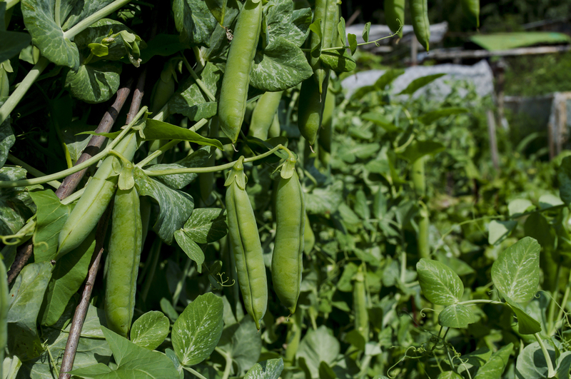 Может ли собака отравиться горохом?