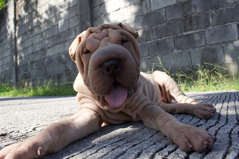 У шарпеев чаще, чем у других собак появляется заворот века и гной в глазах