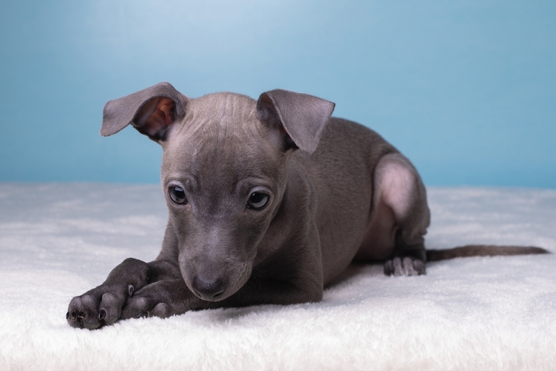 Левретки могут жить меньше из-за неправильного ухода