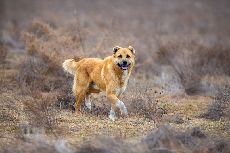 Вес алабая растет по мере взросления собаки
