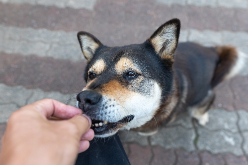 Признаки пищевой аллергии у собаки могут проявиться на любую пищу