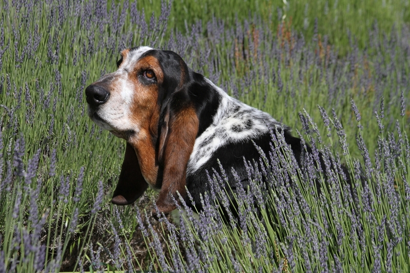 Пол не влияет на срок жизни бассет-хаунда