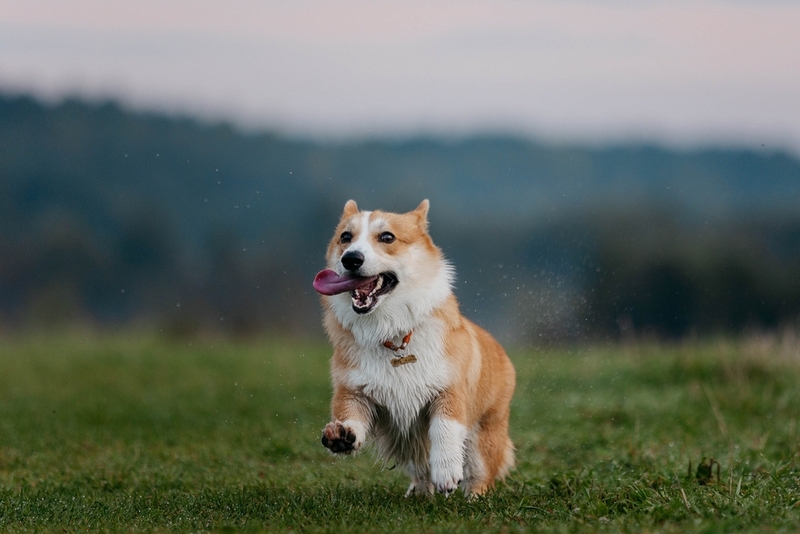 Болезнь корги может не подвергаться лечению