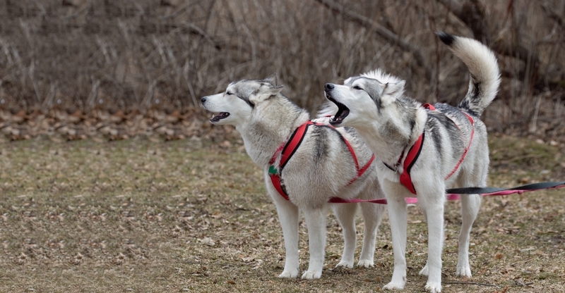 Езда в упряжке — отличное активное развлечение для хаски