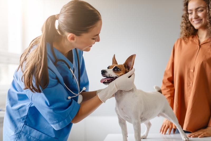 У собак с себореей могут быть осложнения