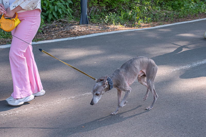 Болезни влияют на то, сколько весит левретка