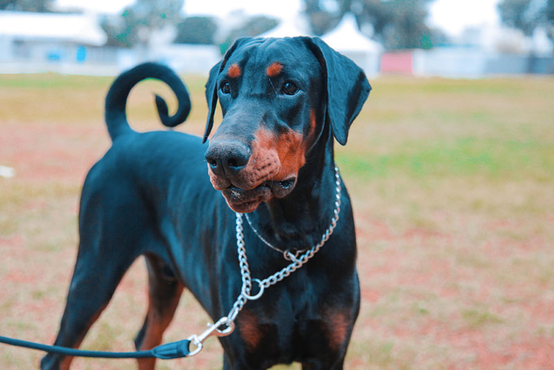предрасположенность определенных пород к сердечным заболеваниям - причина повышенного креатинина в крови у собаки