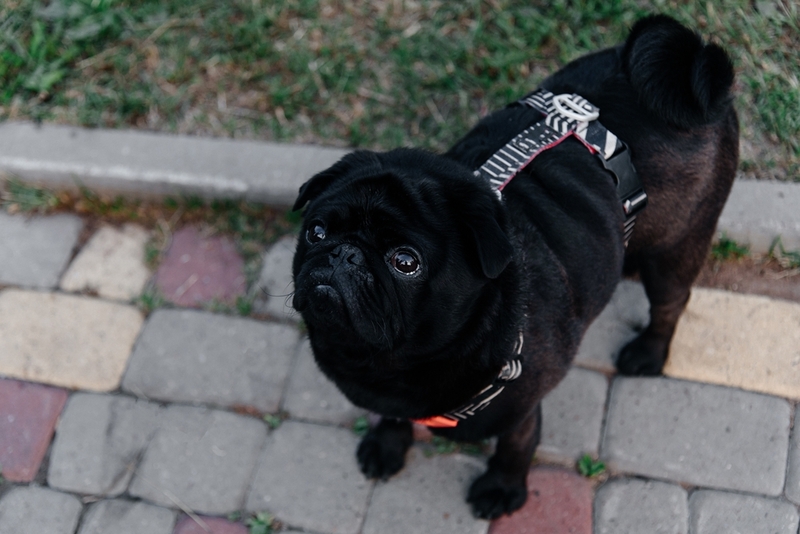 Какое здоровье у черных мопсов?