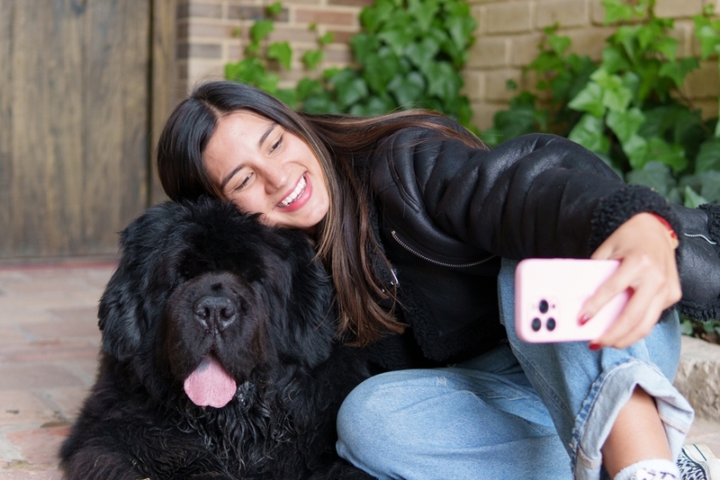 Кастрация может увеличить продолжительность жизни ньюфаундленда