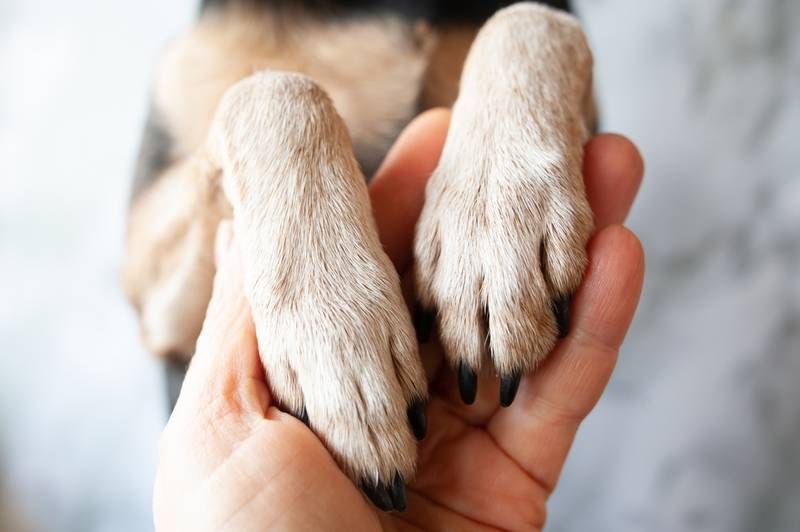 У пса на лапе между пальцами может появиться шишка
