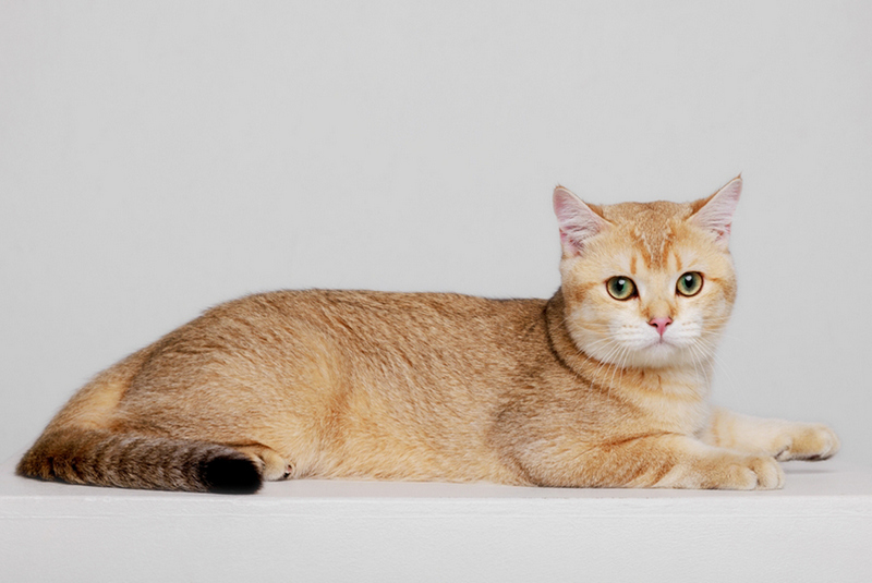 Шотландская кошка во время течки может стремиться убежать