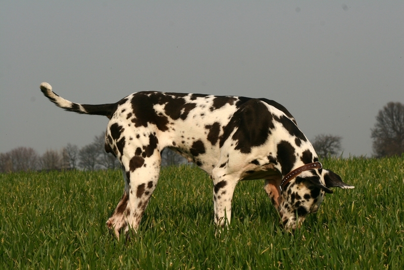 Болезни влияют на то, сколько живет немецкий дог