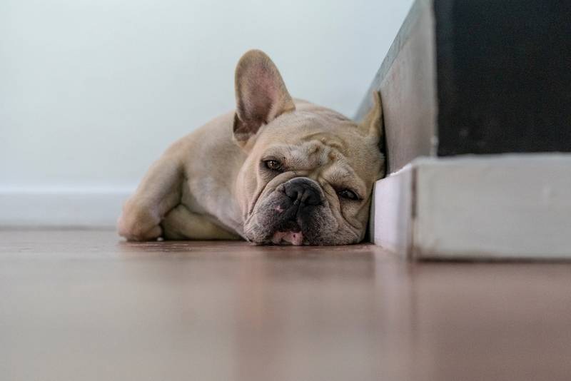 Почему собака храпит во сне: причины и что делать?