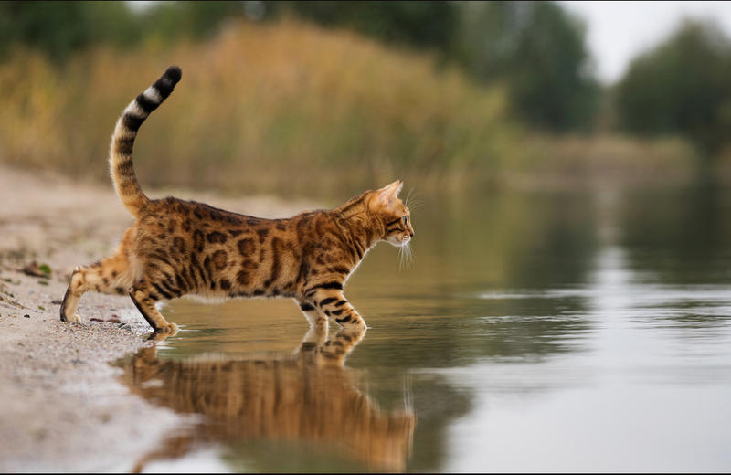 Подойдет ли бенгальская кошка для аллергика?