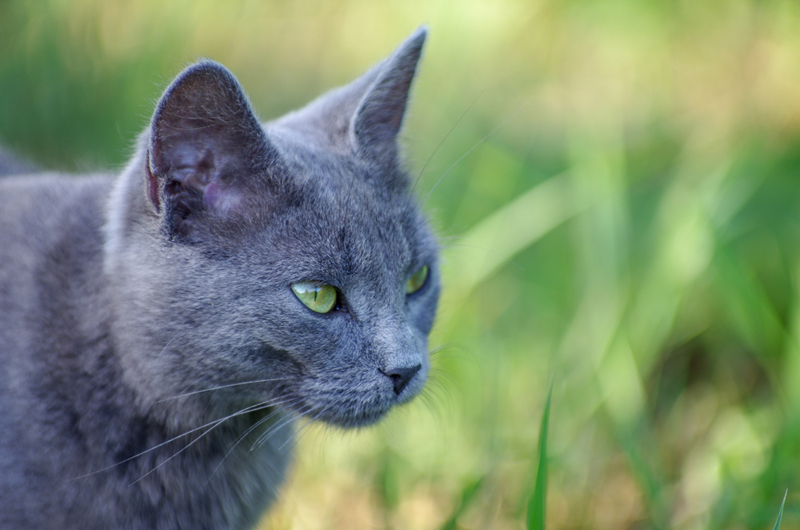 Болезни влияют на то, как долго проживет русская голубая кошка