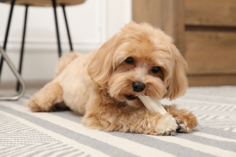У мальтипу могут встречаться болезни крови