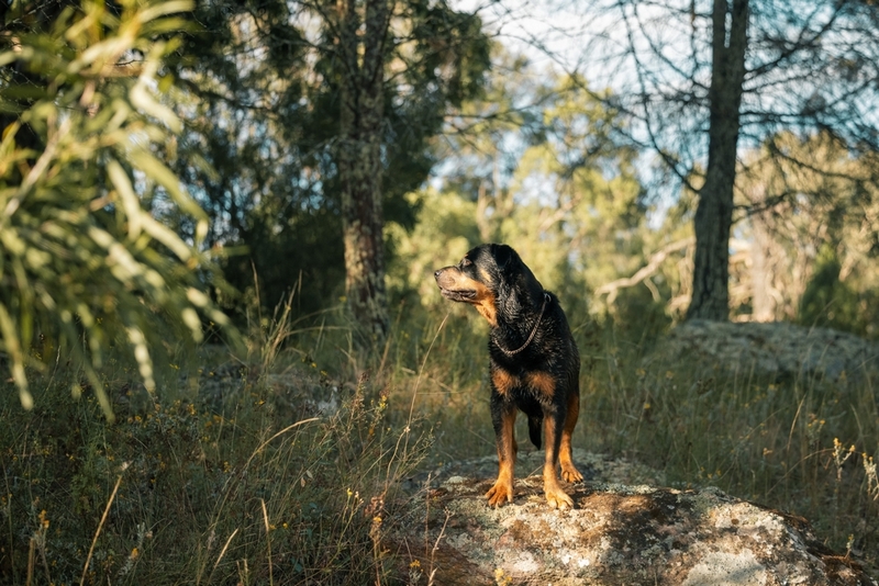 Болезнь у ротвейлеров может быть связана с параличом конечностей