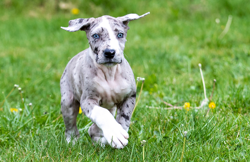 Немецкий дог – порода собак с голубыми глазами