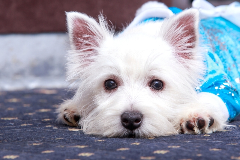 Хейлетиеллы передаются через лежанки