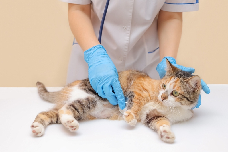 Каковы симптомы заболевания печени у кошек?