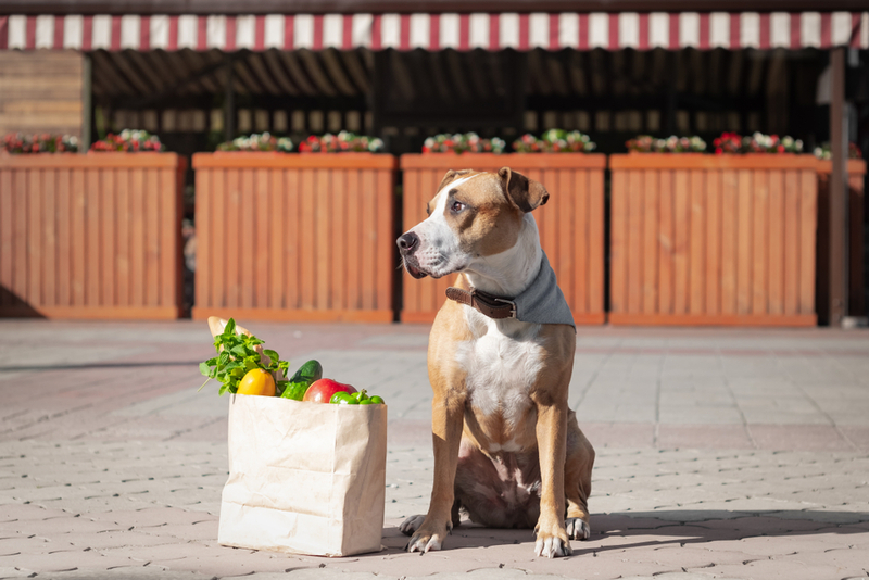 Может ли собака отравиться болгарским перцем?