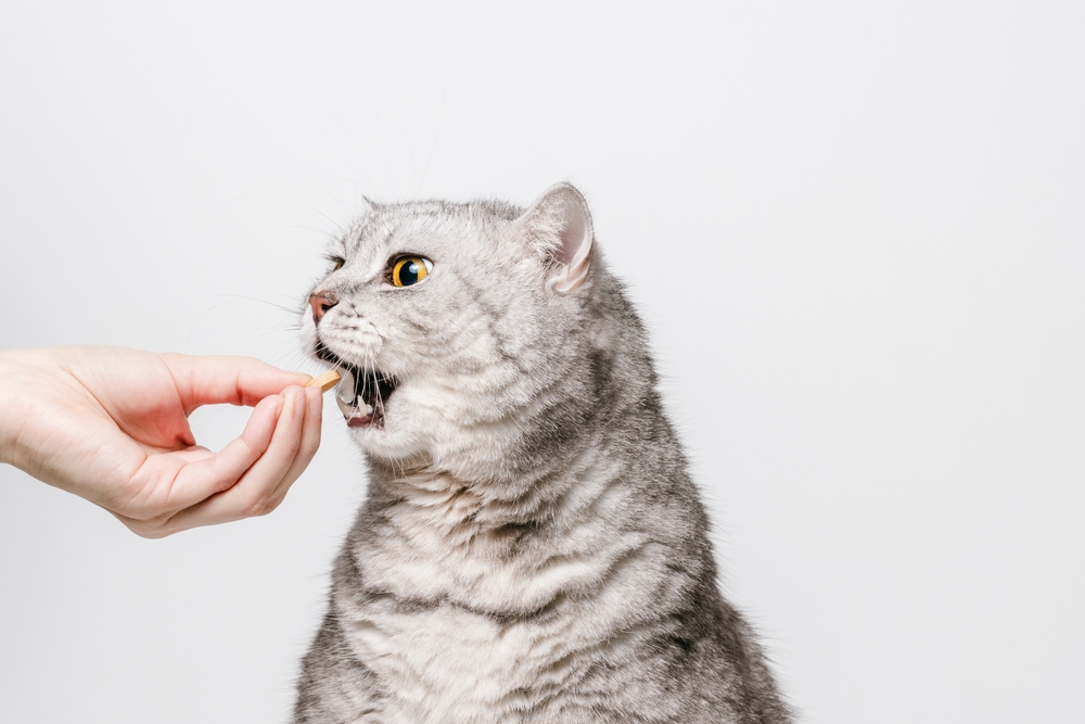 Кошке с себореей могут назначить прием жирных кислот в виде добавок